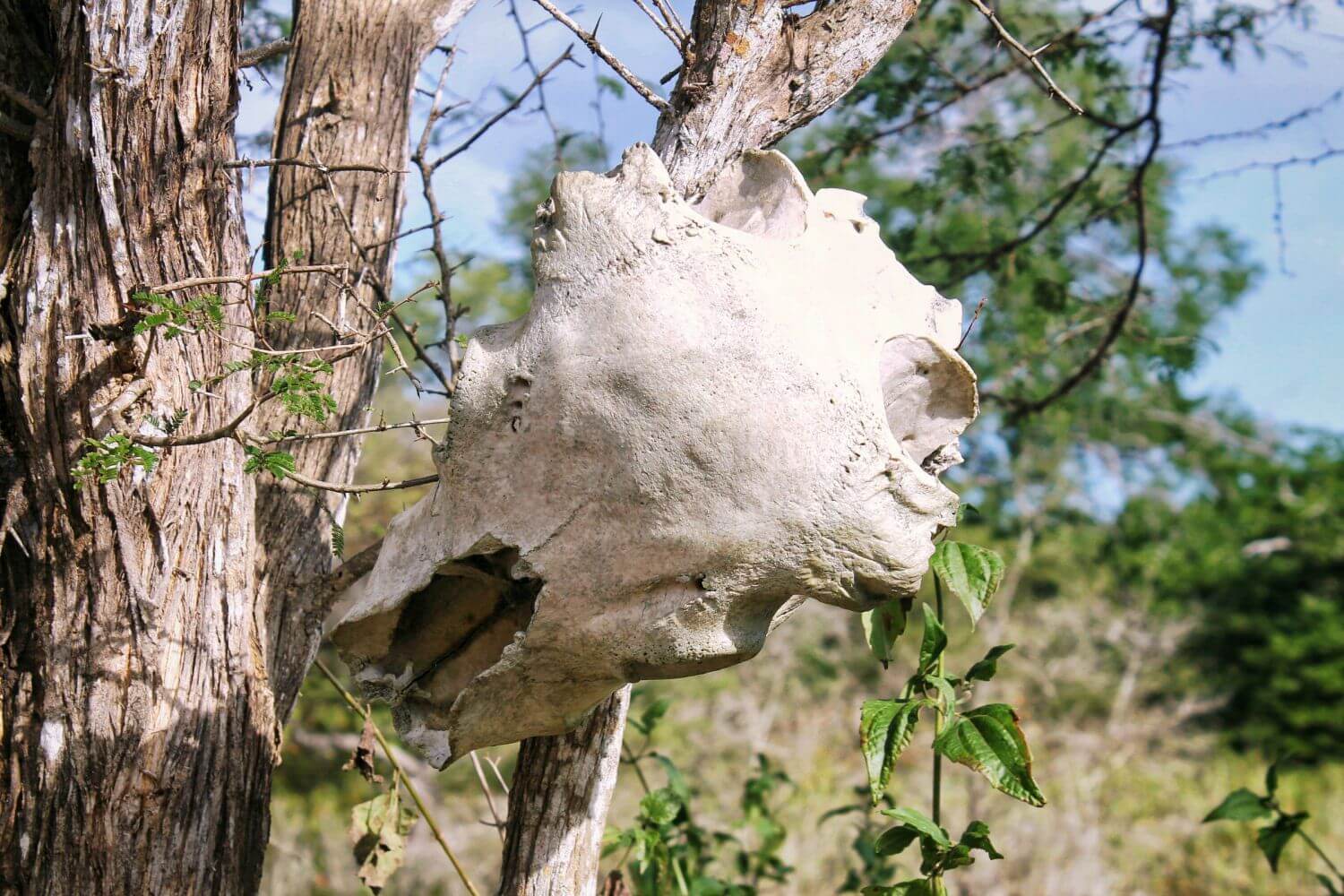 komodo-dragons-indonesia-skull