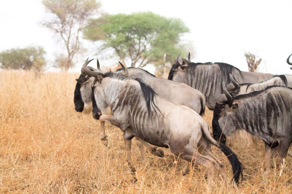 How to plan a safari trip to Africa - Wildbeasts, Serengeti National Park