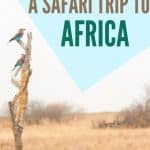 How to plan a safari trip to Africa